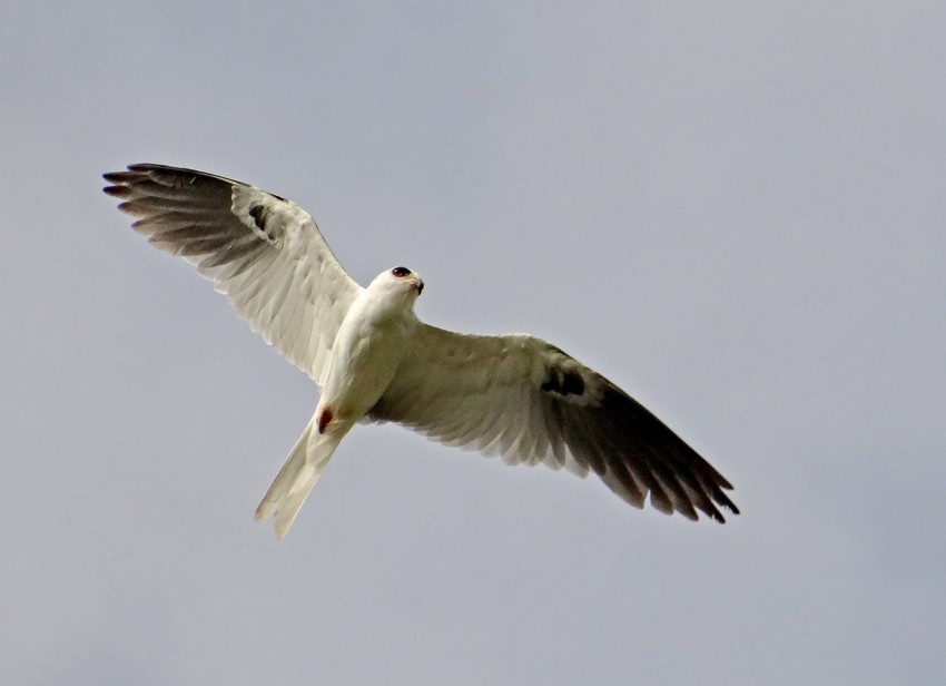 White-tailed Kite - Roger Ahlman