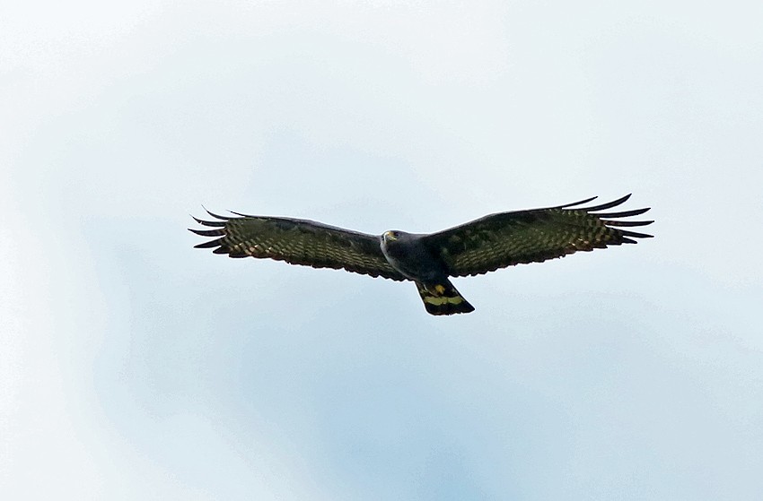 Zone-tailed Hawk - Roger Ahlman