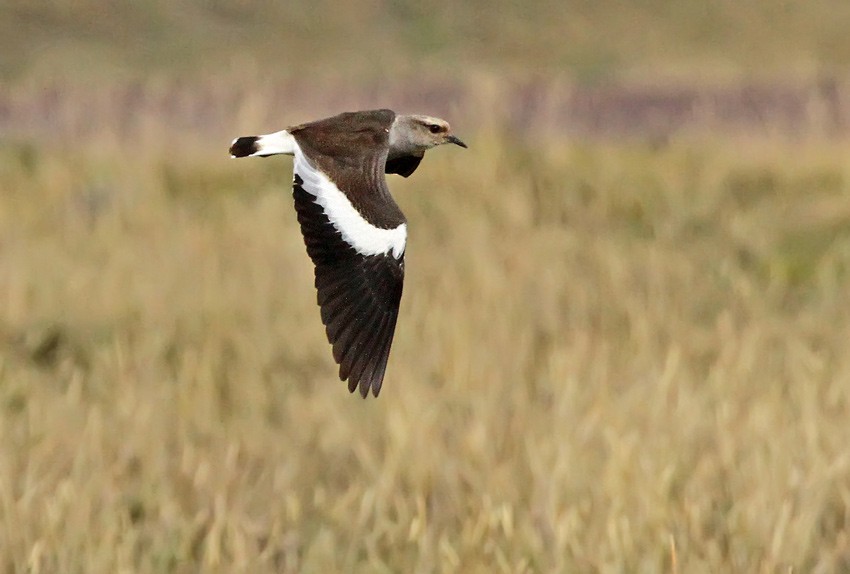 Andean Lapwing - Roger Ahlman