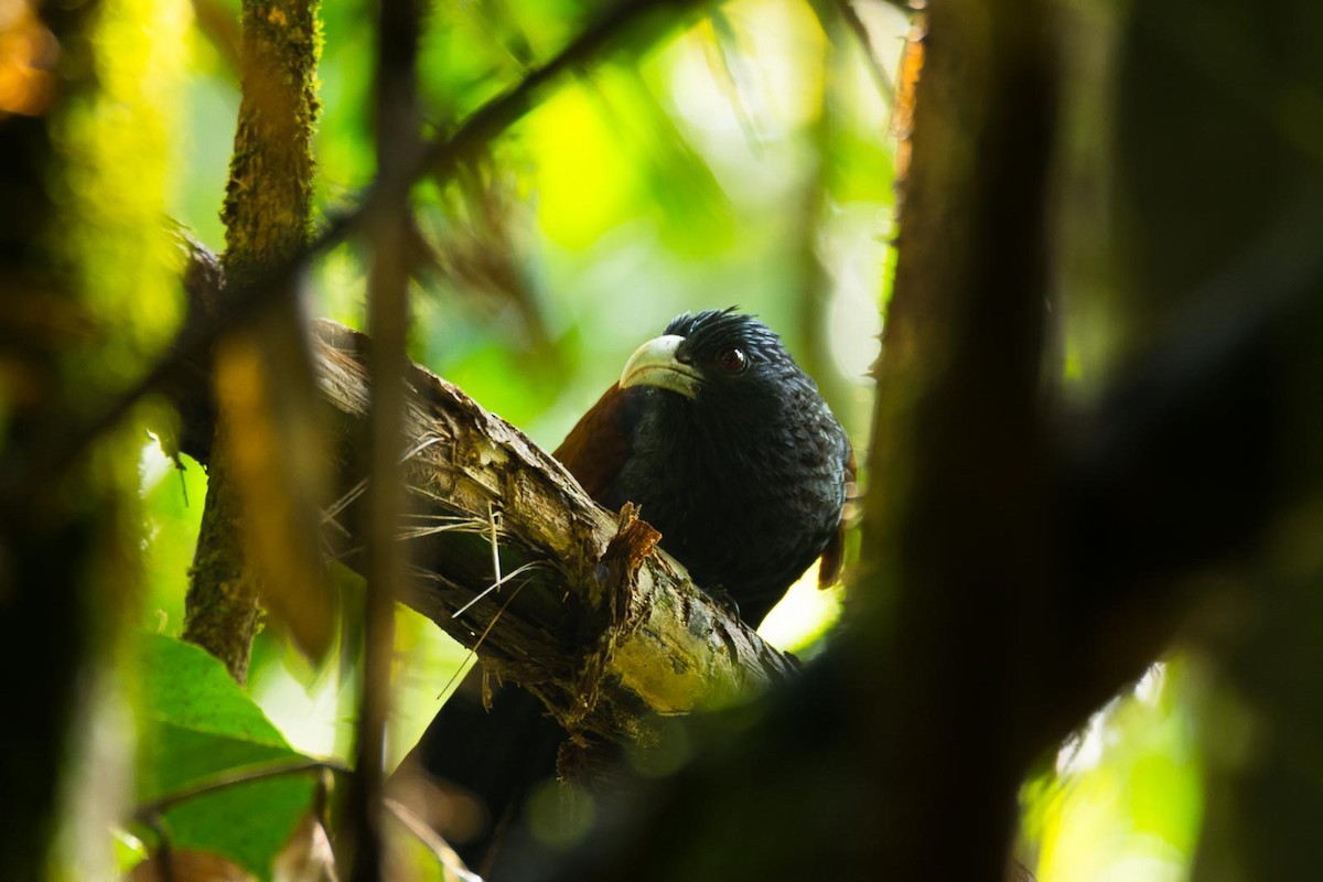 Green-billed Coucal - ML205022251