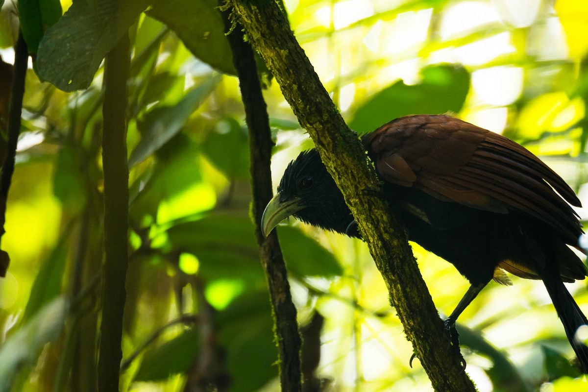 Green-billed Coucal - ML205022261