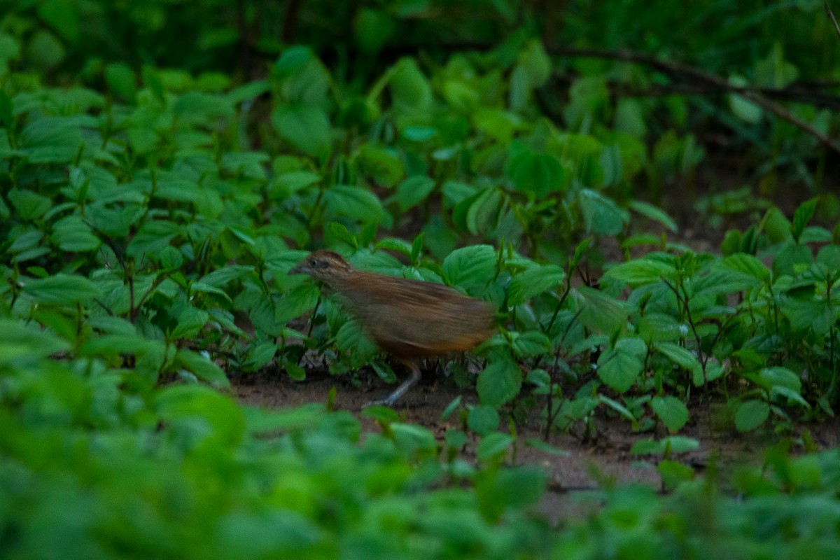 Barred Buttonquail - Eric Francois Roualet