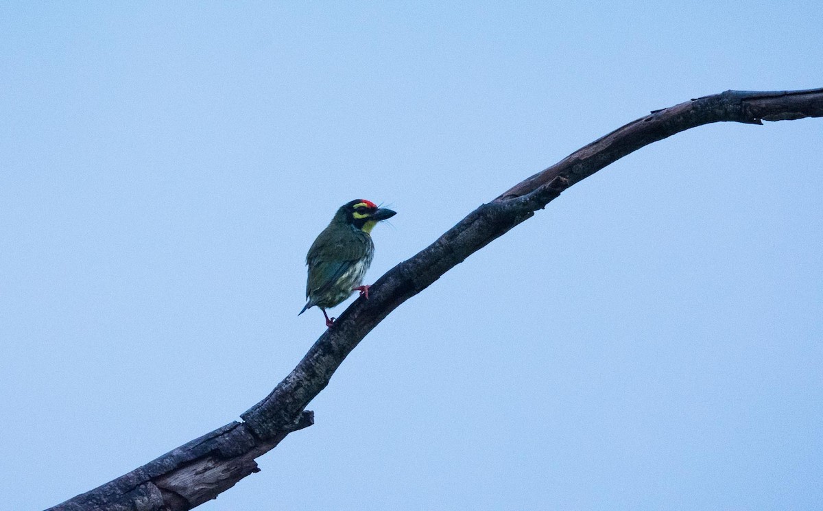 Coppersmith Barbet - Eric Francois Roualet