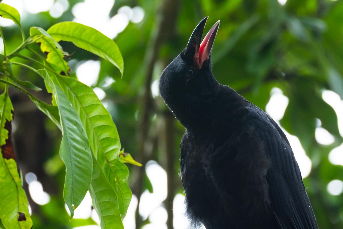 Large-billed Crow (Indian Jungle) - Eric Francois Roualet