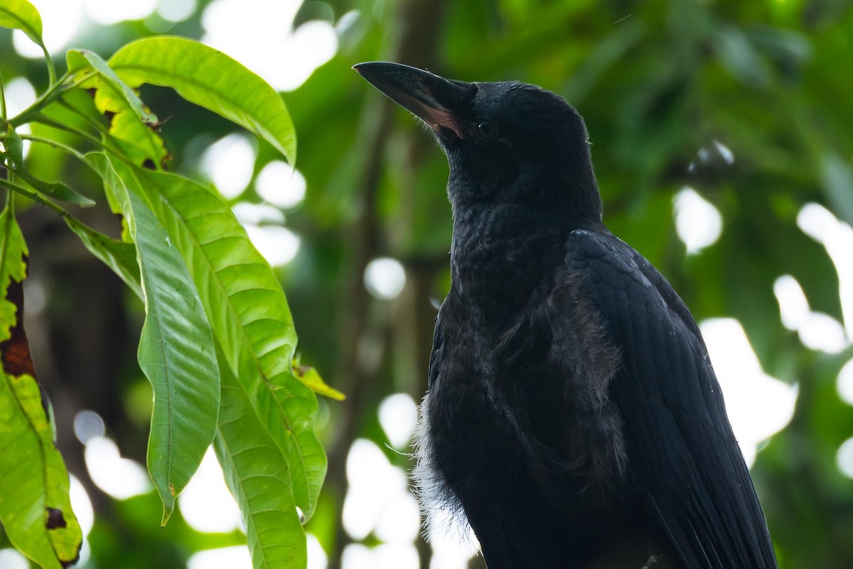 Large-billed Crow (Indian Jungle) - Eric Francois Roualet