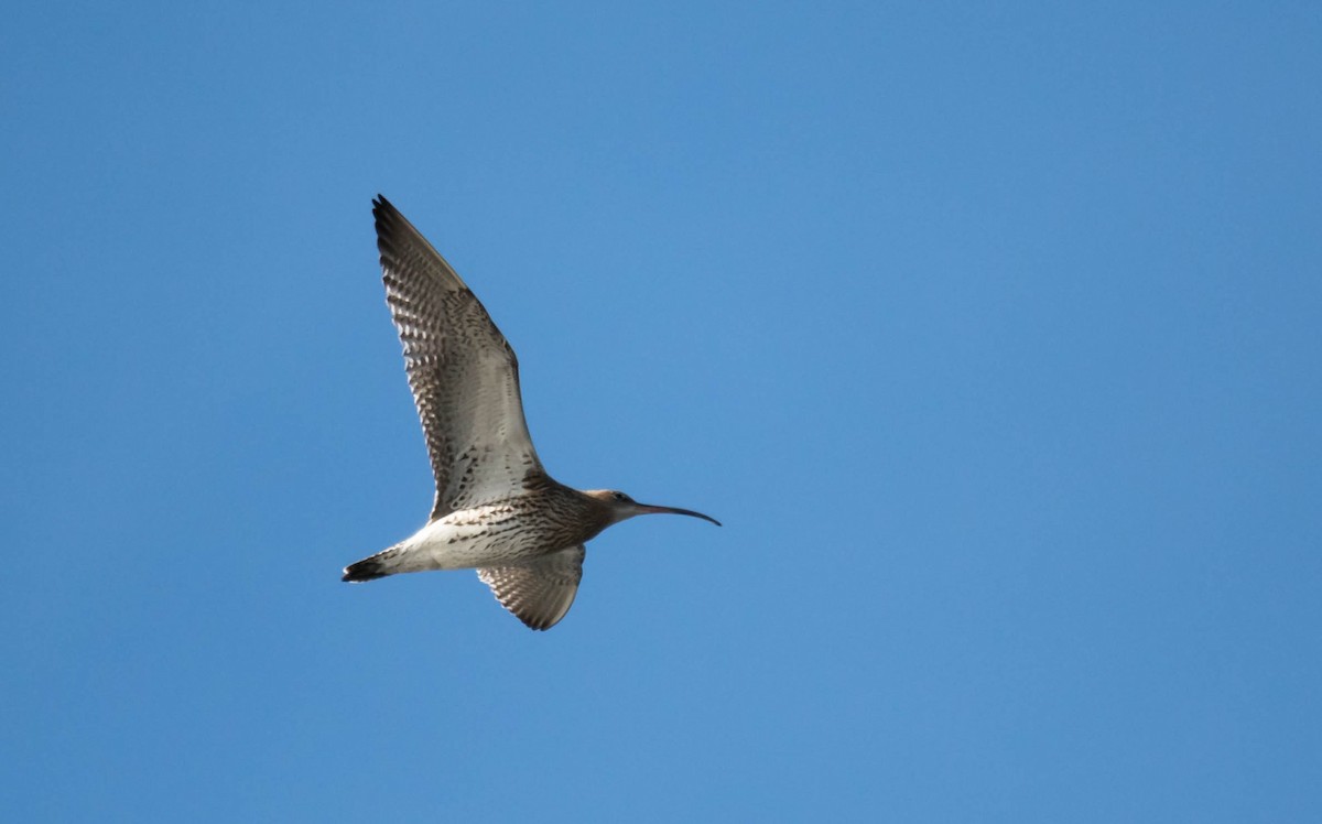 Eurasian Curlew - Eric Francois Roualet