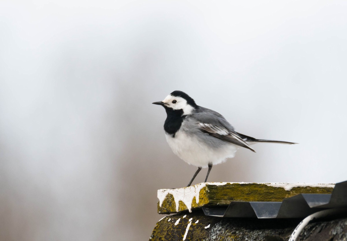 White Wagtail (White-faced) - Eric Francois Roualet