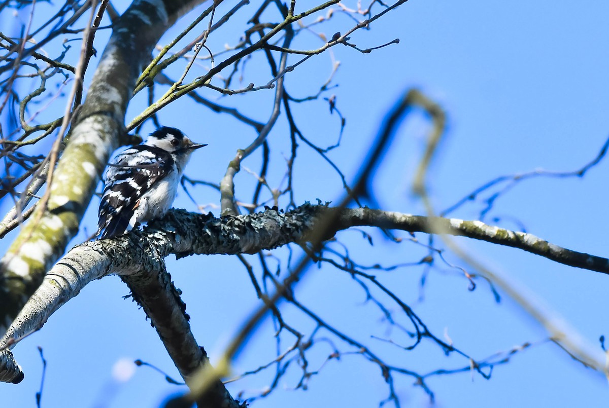 Lesser Spotted Woodpecker - Eric Francois Roualet