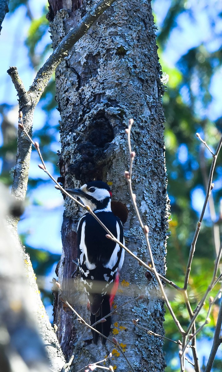 Great Spotted Woodpecker (Great Spotted) - Eric Francois Roualet