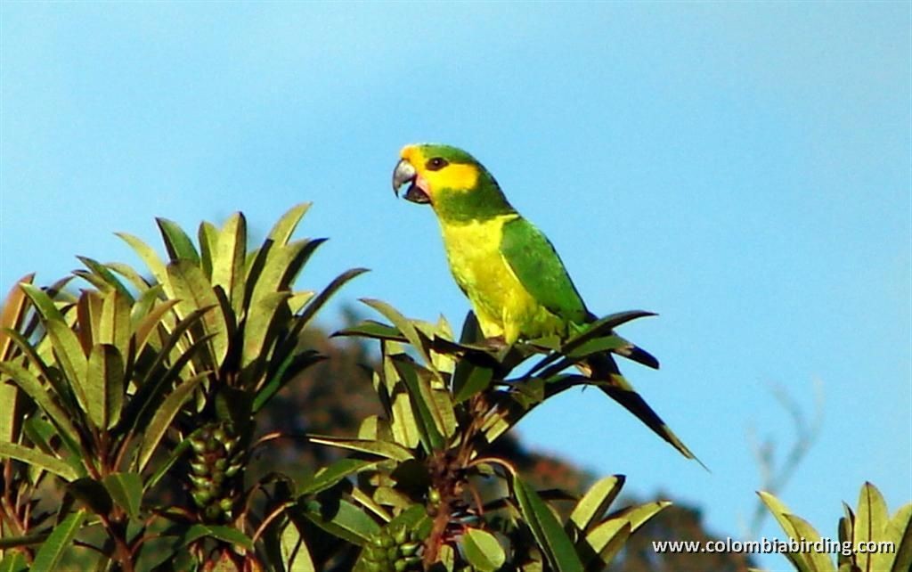 Yellow-eared Parrot - ML205023761