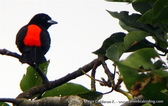 Flame-rumped Tanager (Flame-rumped) - ML205023921
