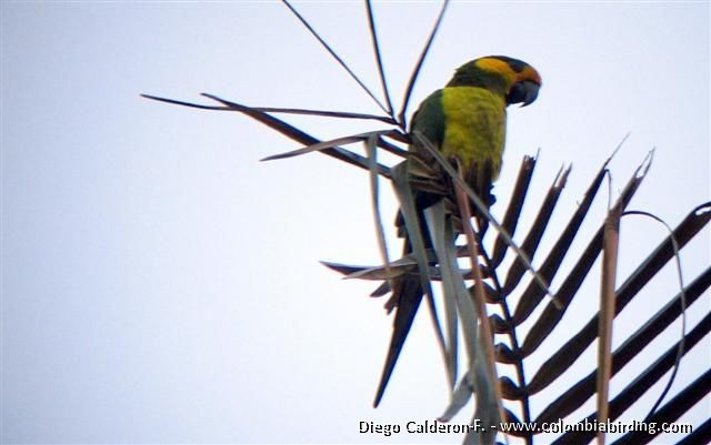 Yellow-eared Parrot - ML205023951
