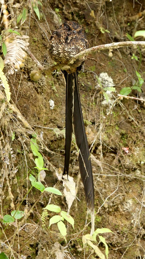 Lyre-tailed Nightjar - Roger Ahlman