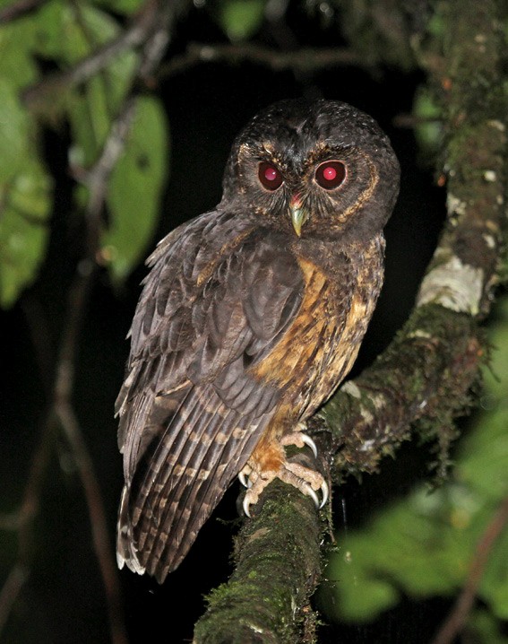Mottled Owl (Mottled) - Roger Ahlman