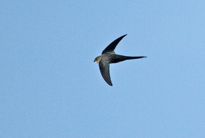 Fork-tailed Palm Swift - Roger Ahlman