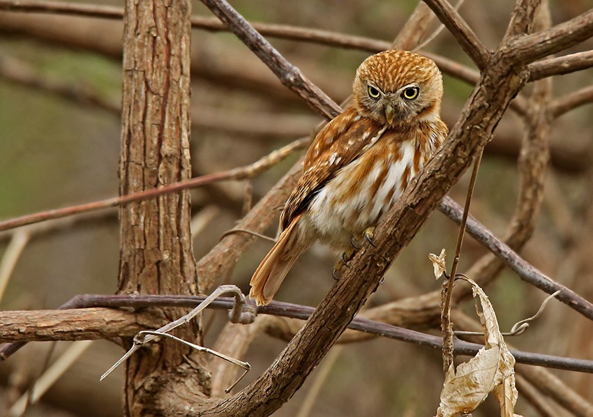 Peruvian Pygmy-Owl - Roger Ahlman