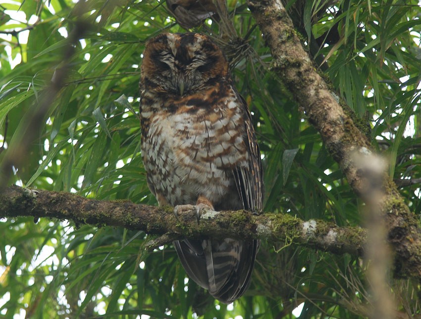 Rufous-banded Owl - ML205024161