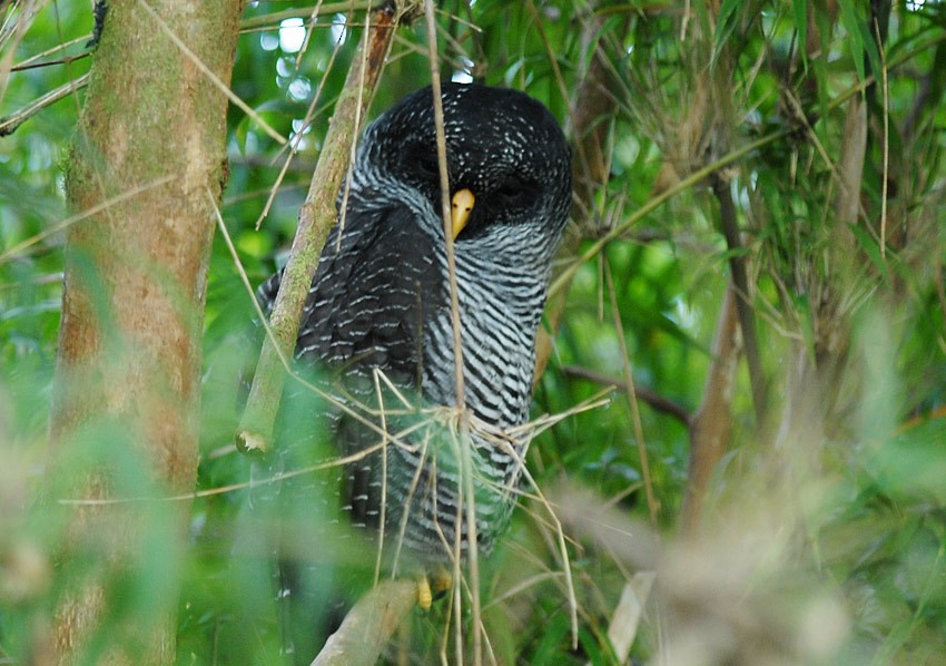 Black-banded Owl - Roger Ahlman