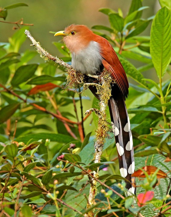 Squirrel Cuckoo (nigricrissa) - Roger Ahlman