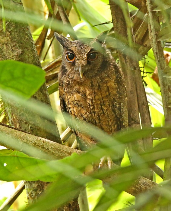 Tawny-bellied Screech-Owl (Tawny-bellied) - Roger Ahlman
