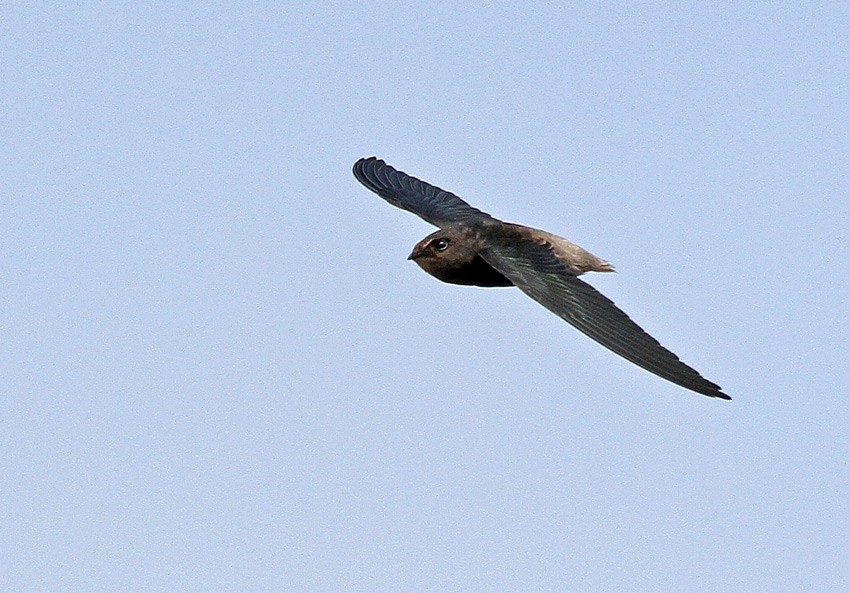 Short-tailed Swift (Tumbes) - ML205024311