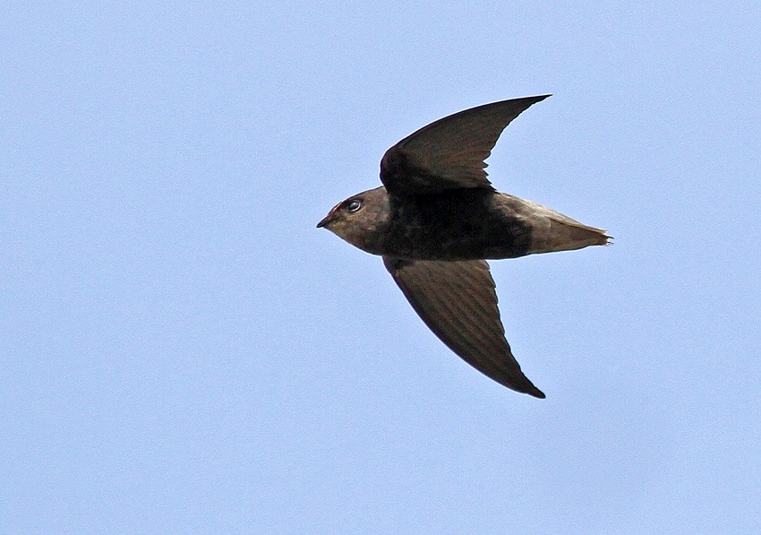 Short-tailed Swift (Tumbes) - ML205024321