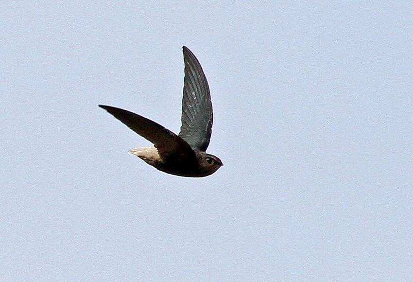 Short-tailed Swift (Tumbes) - ML205024331