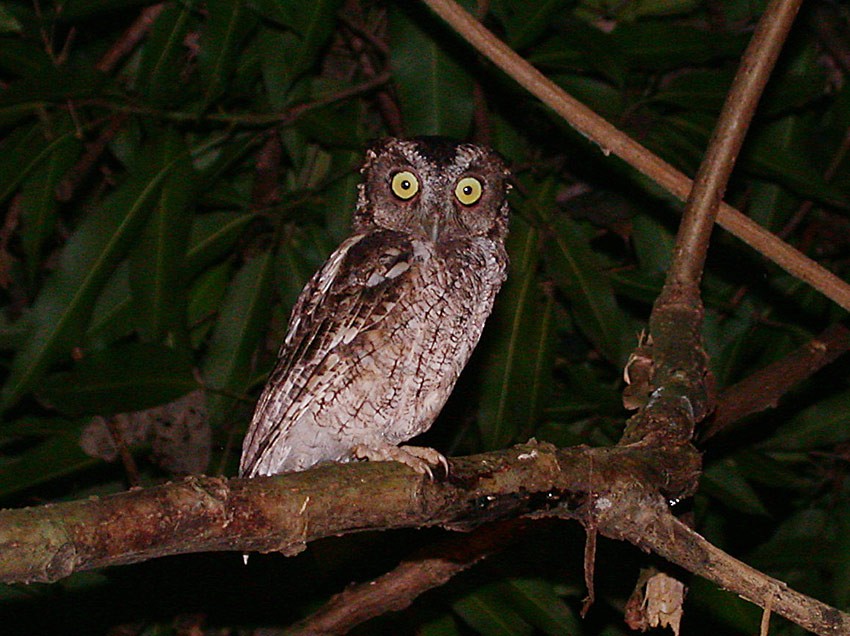 Peruvian Screech-Owl (pacificus) - ML205024341