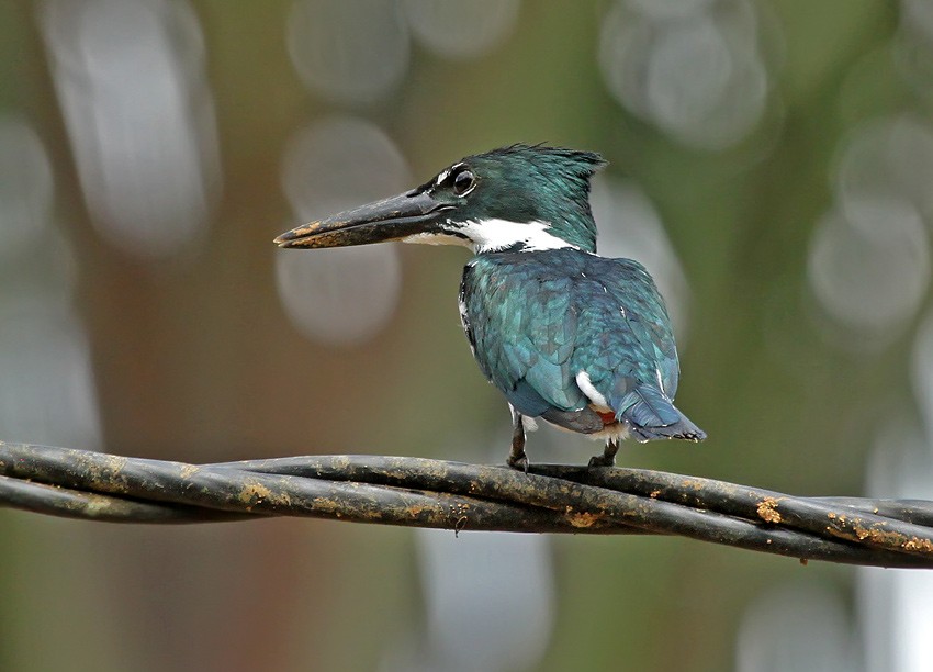 Amazon Kingfisher - Roger Ahlman