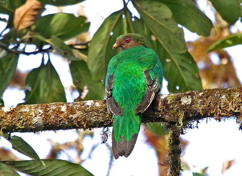Crested Quetzal - ML205024551