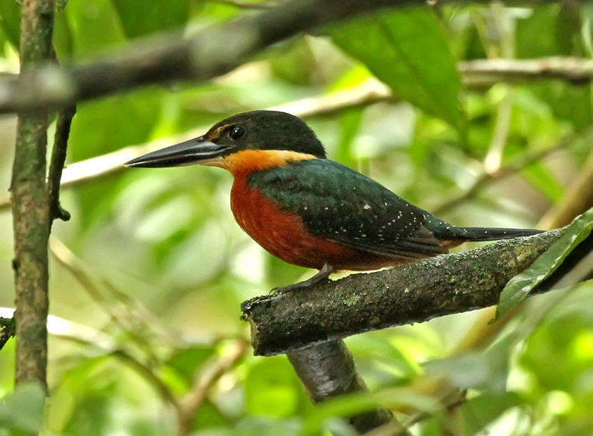 Green-and-rufous Kingfisher - Roger Ahlman
