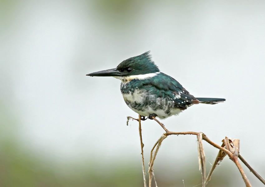 Green Kingfisher - Roger Ahlman