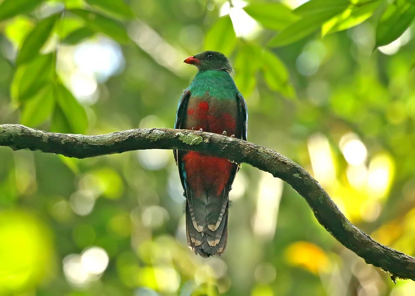 Quetzal pavonin - ML205024661