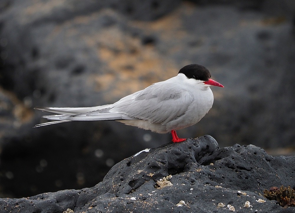 Arctic Tern - Jesus Barreda
