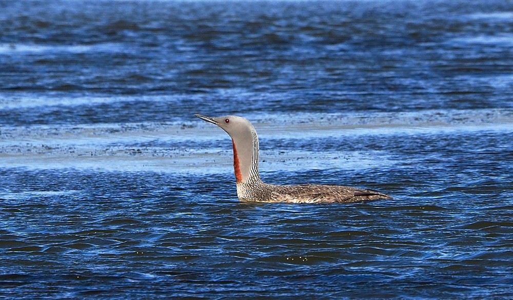 Red-throated Loon - ML205024811