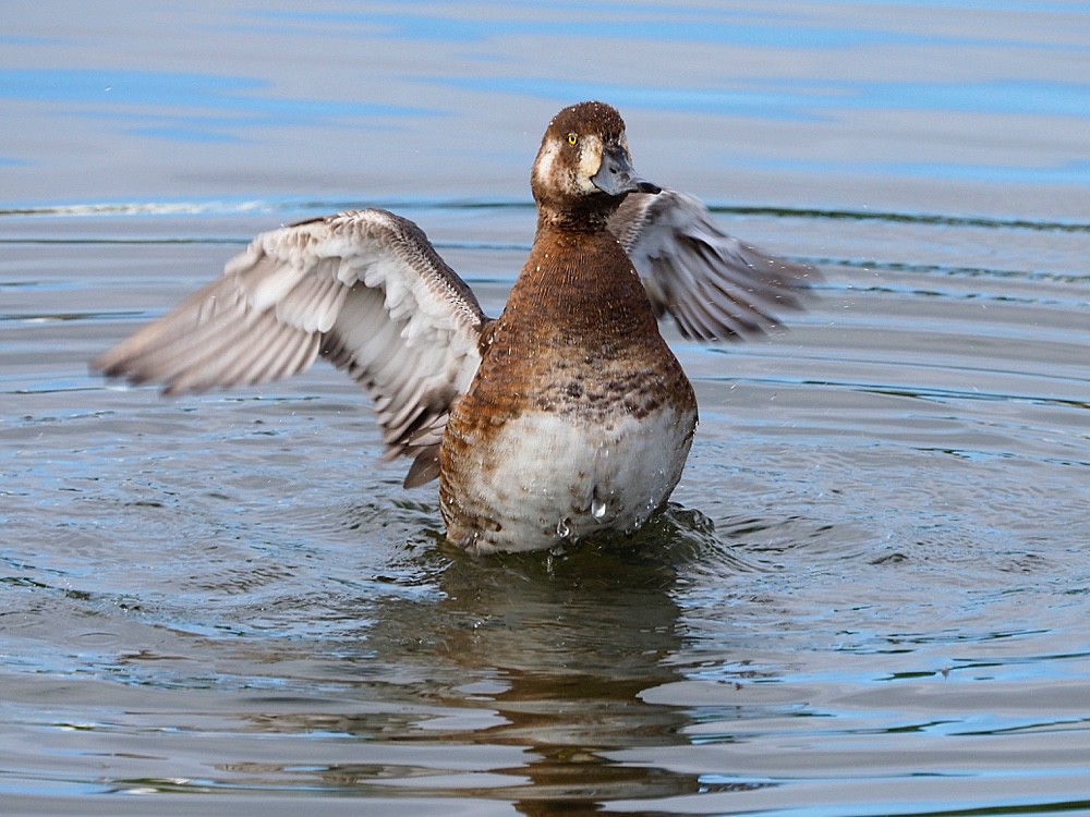 Greater Scaup - ML205024901