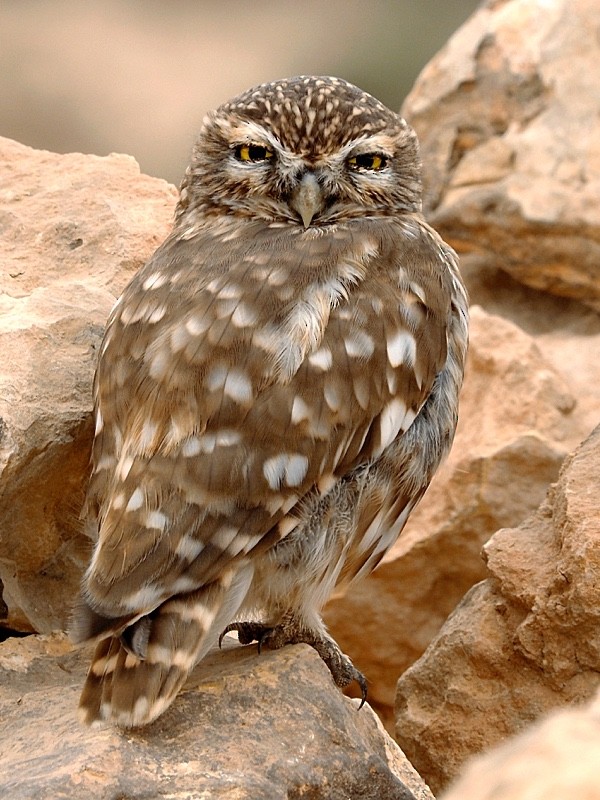 Little Owl - Jesus Barreda