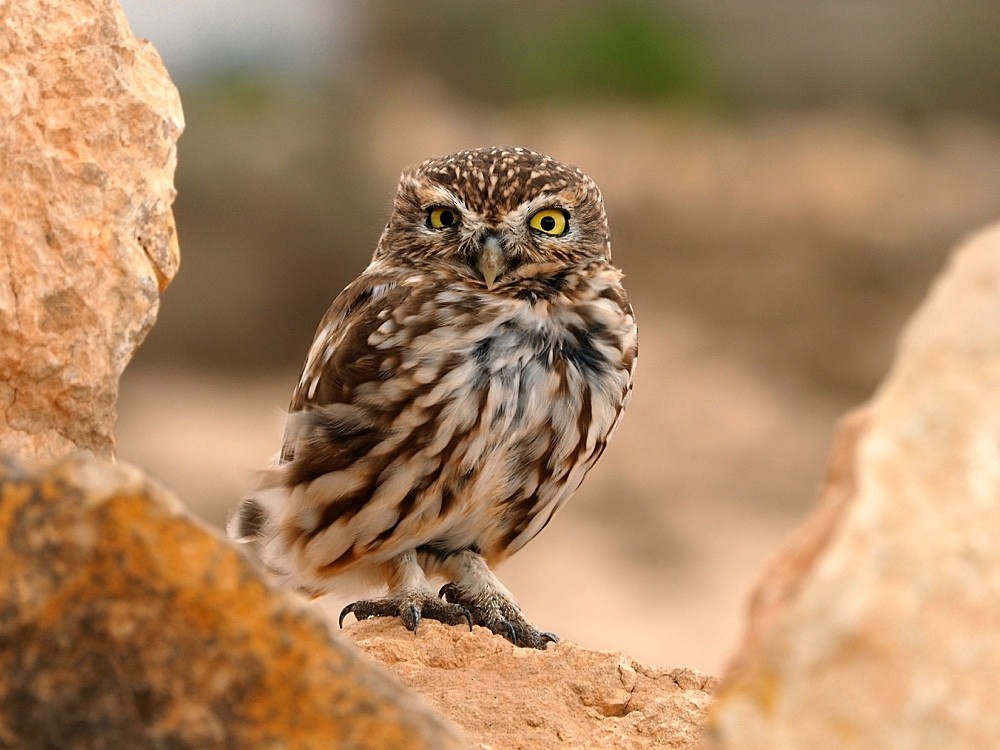 Little Owl - Jesus Barreda