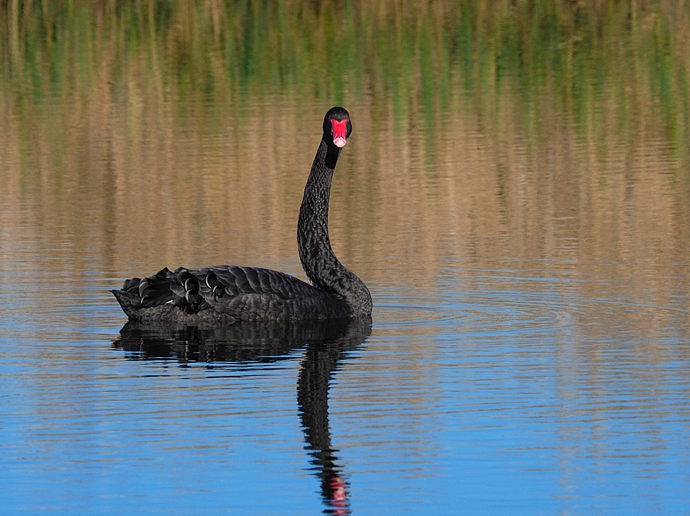 Black Swan - Jesus Barreda