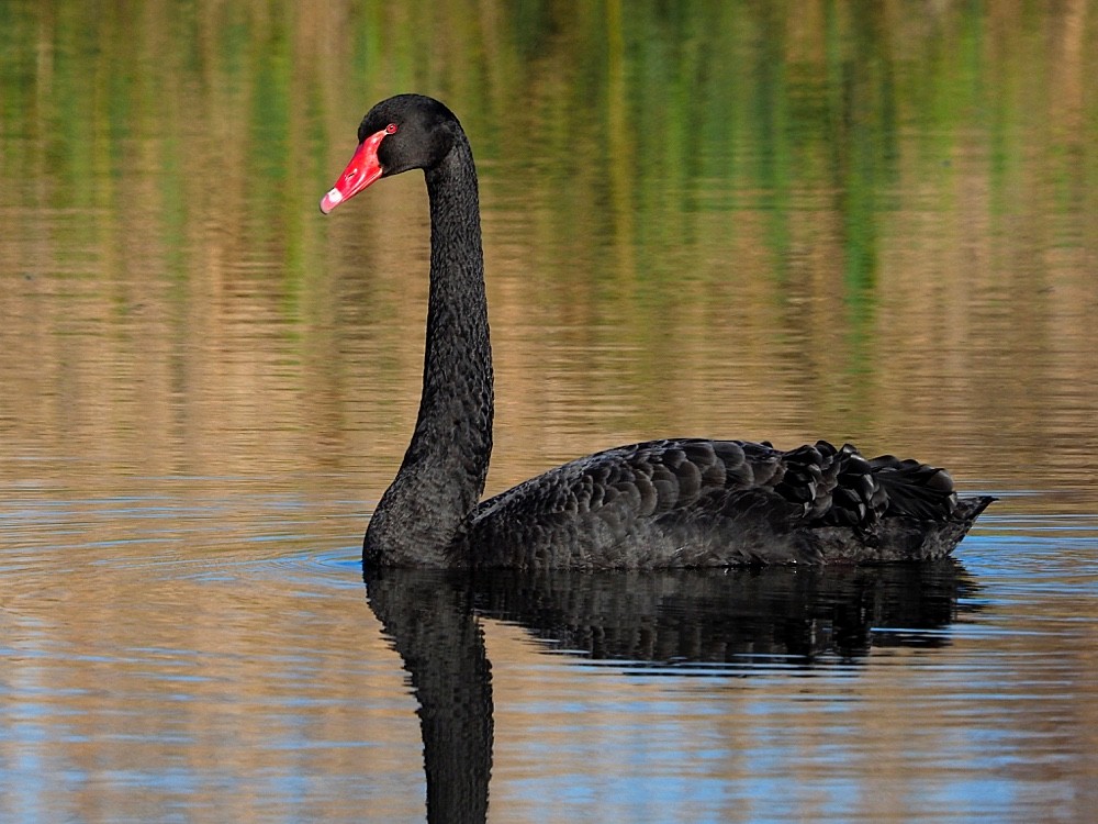 Black Swan - Jesus Barreda