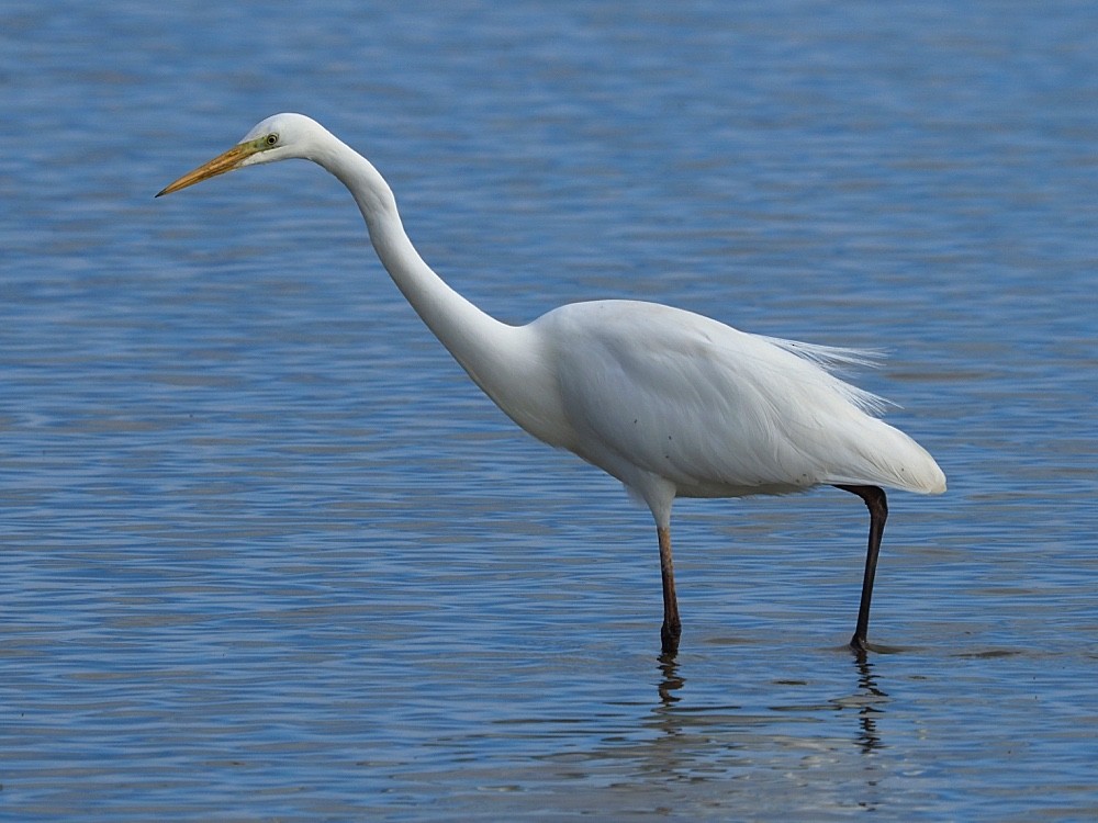 Great Egret (alba) - Jesus Barreda