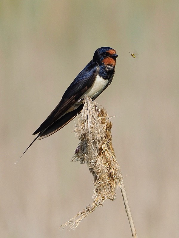 Barn Swallow (White-bellied) - Jesus Barreda