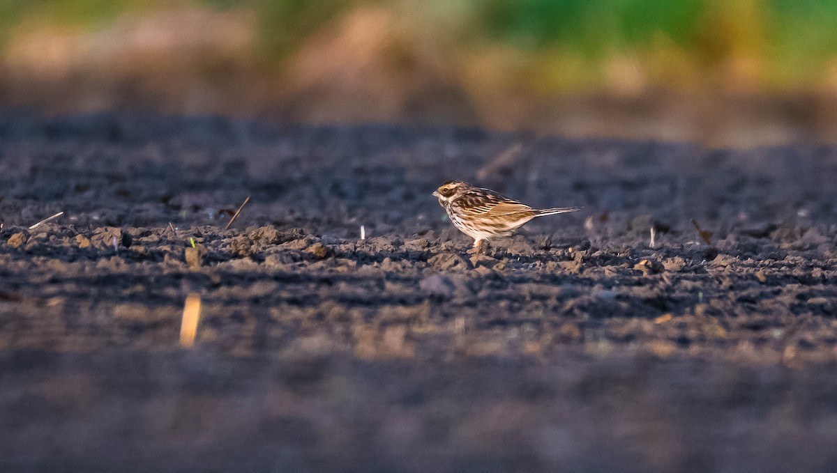 Reed Bunting - Eric Francois Roualet
