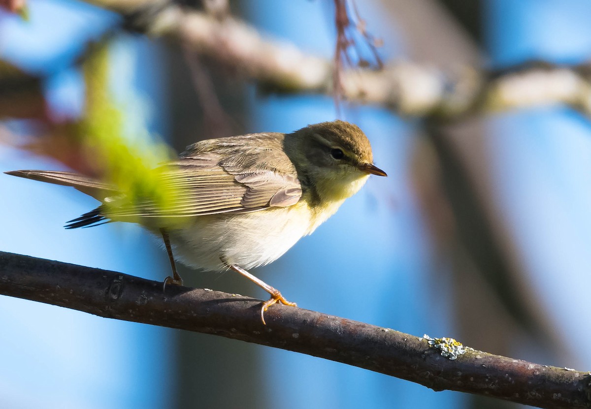 Willow Warbler - Eric Francois Roualet