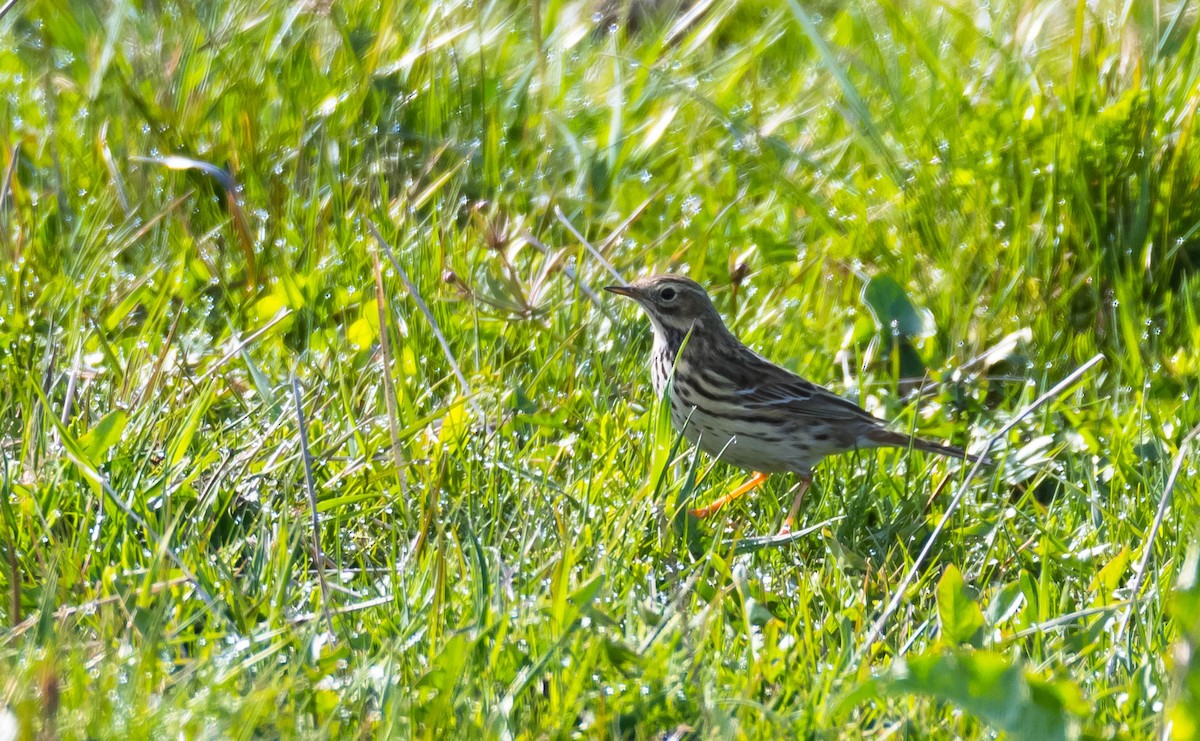 Meadow Pipit - Eric Francois Roualet