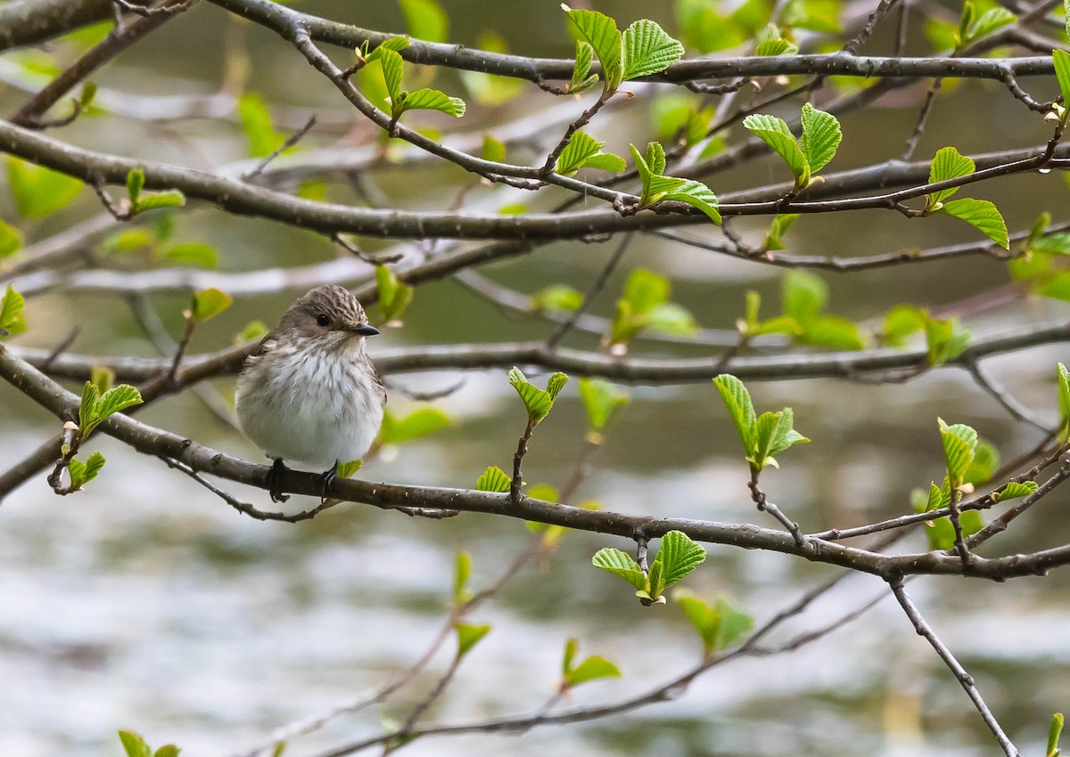 Spotted Flycatcher (Spotted) - Eric Francois Roualet