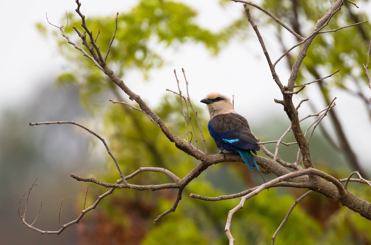 Blue-bellied Roller - Eric Francois Roualet