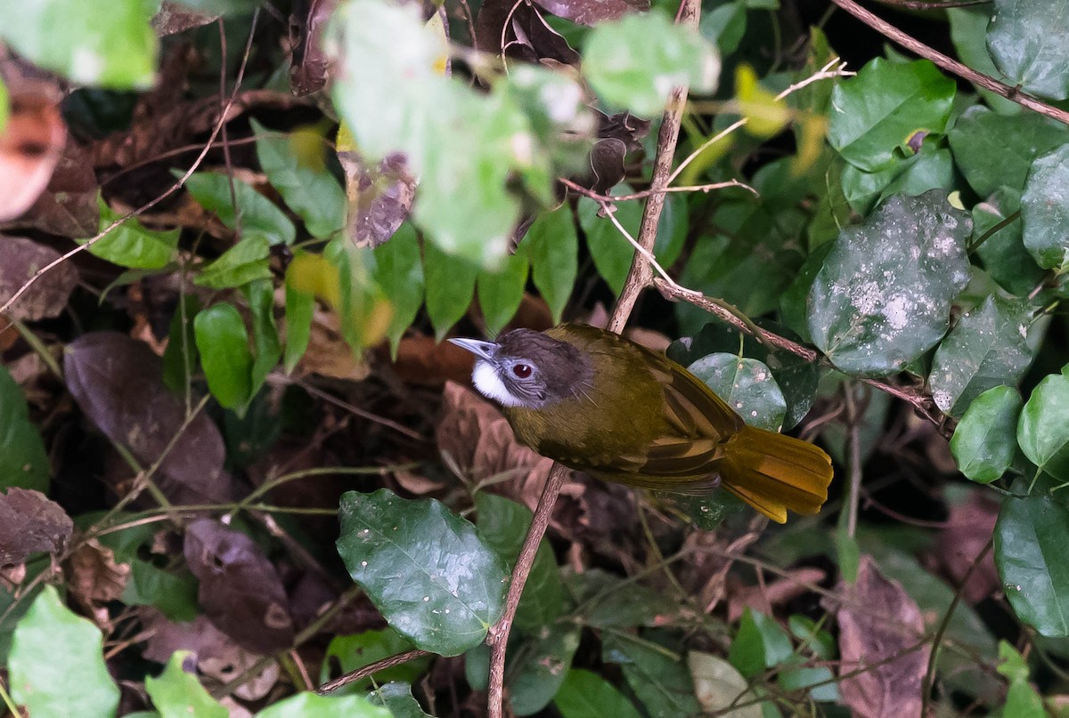 Red-tailed Greenbul - ML205025951