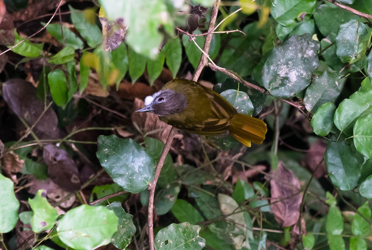 Red-tailed Greenbul - Eric Francois Roualet