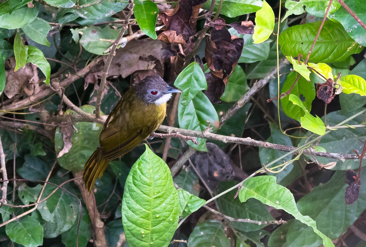 Red-tailed Greenbul - ML205025971